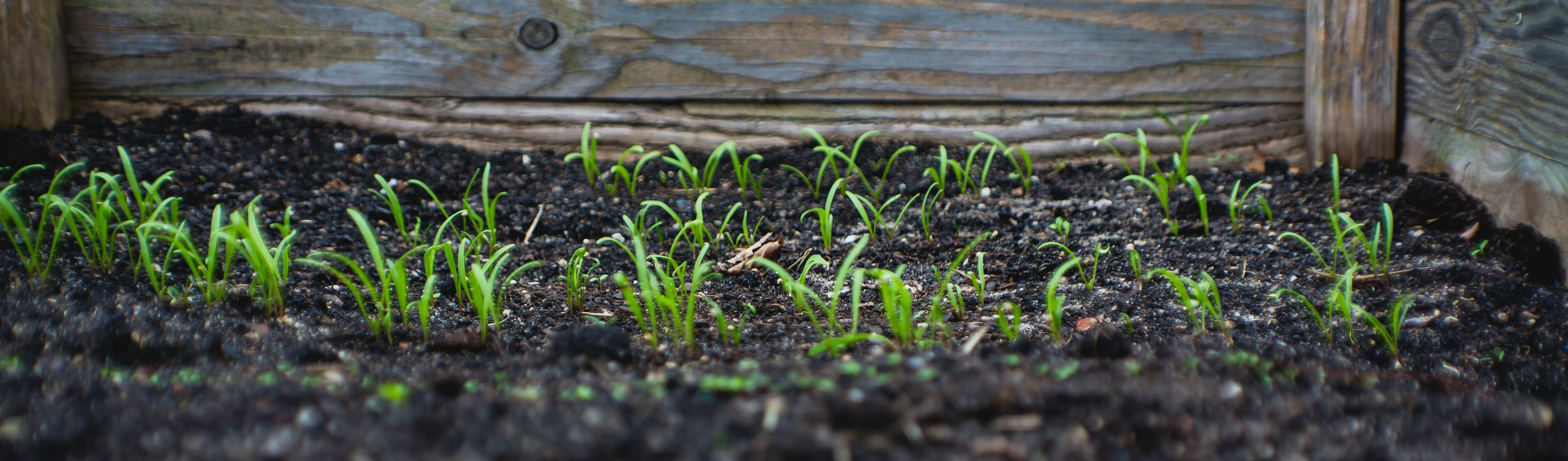 green shoots from dark soil